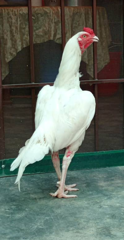 white Aseel Patha