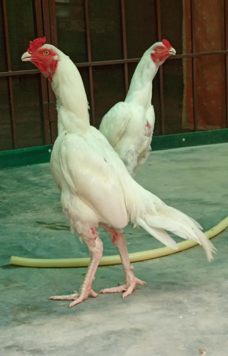 white Aseel Patha — photo 2
