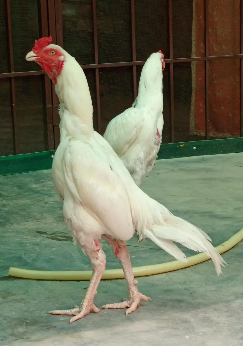 white Aseel Patha — photo 3