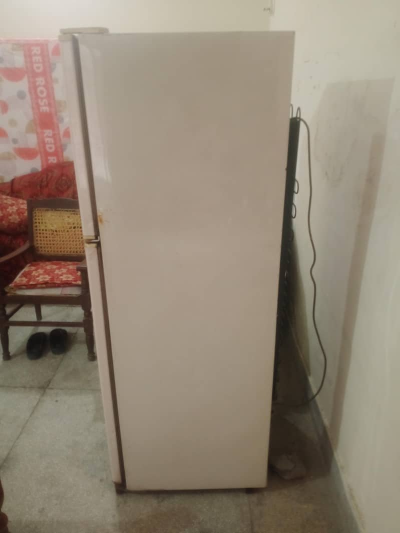 Medium size hai 2