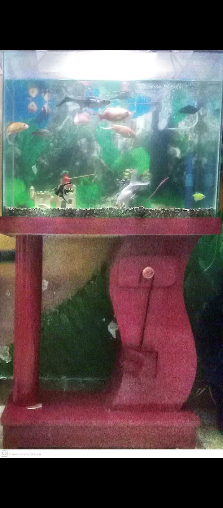 fish aquarium — photo 10