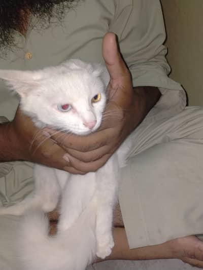 Persian cat lovers   contact "03072180235"