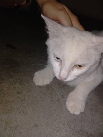 Persian cat lovers   contact "03072180235"