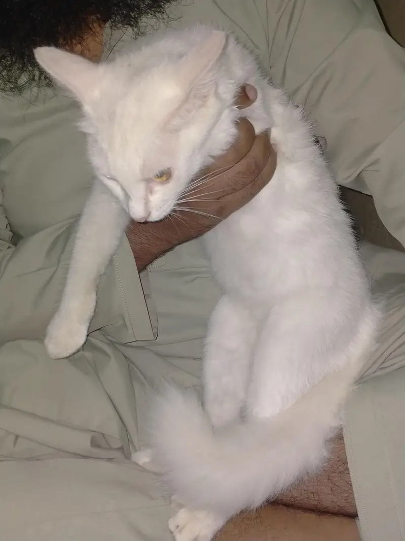 Persian cat lovers   contact "03072180235" — photo 3