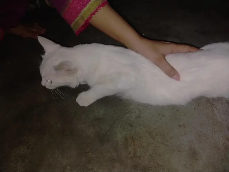 Persian cat lovers   contact "03072180235" — photo 4