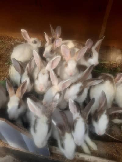 Rabbits/ bunnies/ Breeder/ Breeder rabbits.