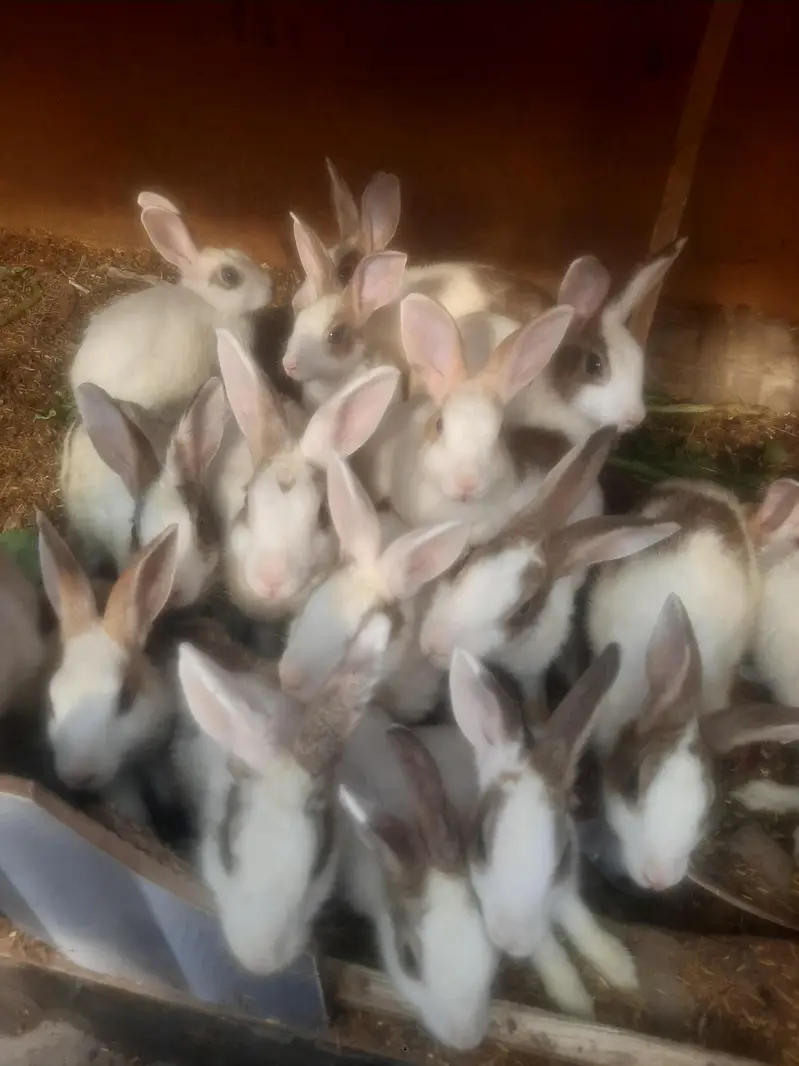 Rabbits/ bunnies/ Breeder/ Breeder rabbits.