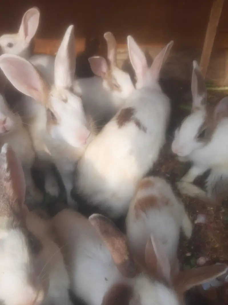 Rabbits/ bunnies/ Breeder/ Breeder rabbits. — photo 2