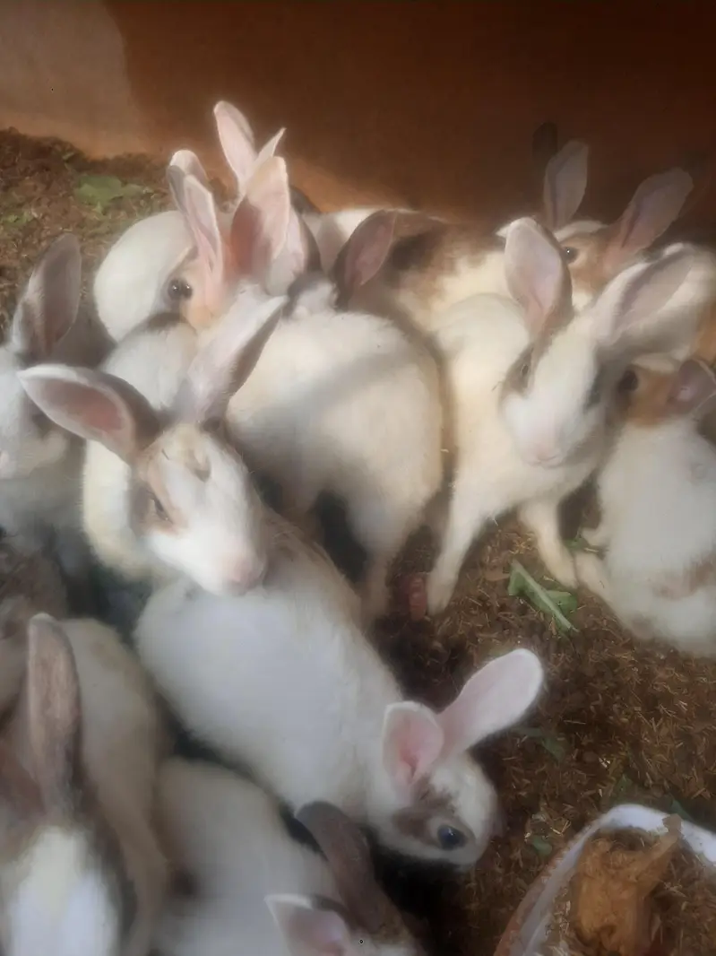 Rabbits/ bunnies/ Breeder/ Breeder rabbits. — photo 3