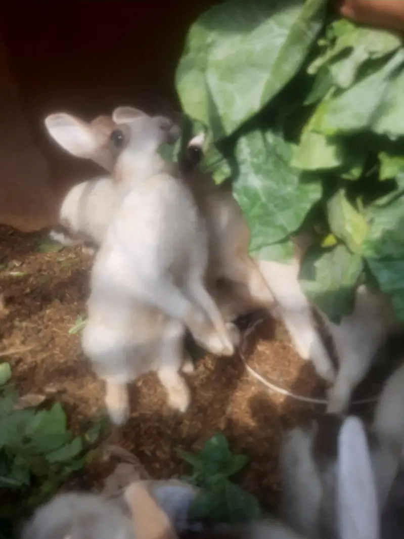 Rabbits/ bunnies/ Breeder/ Breeder rabbits. — photo 4