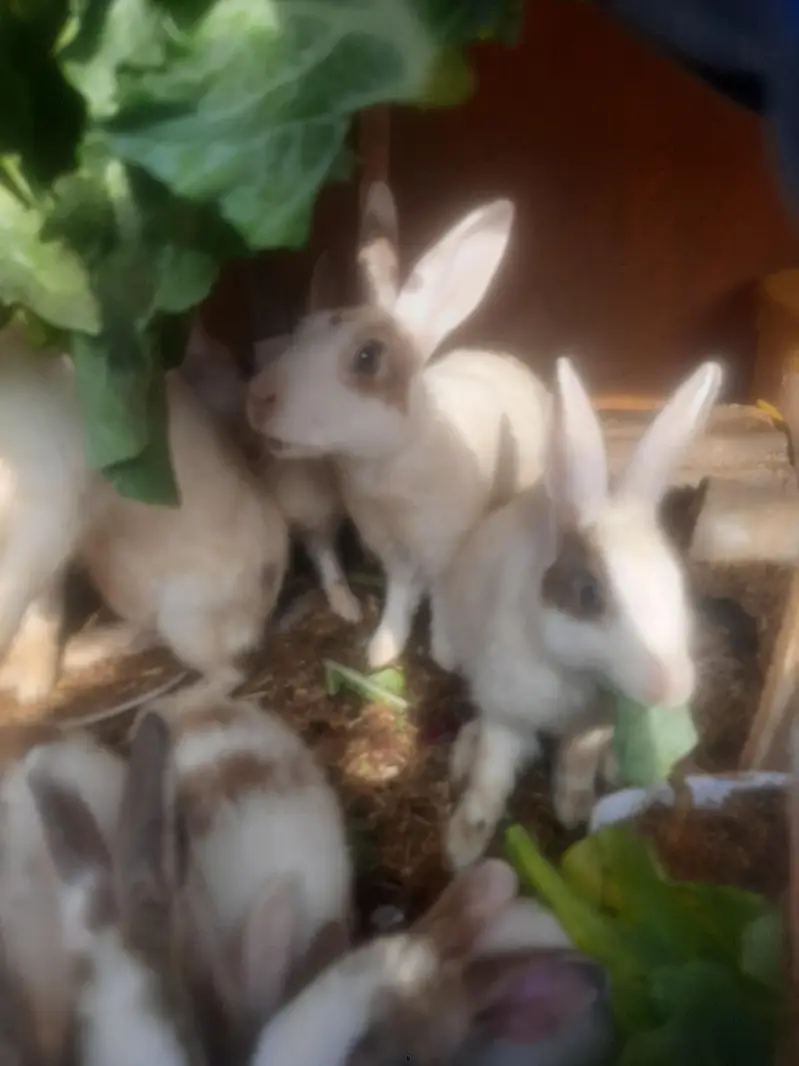 Rabbits/ bunnies/ Breeder/ Breeder rabbits. — photo 5