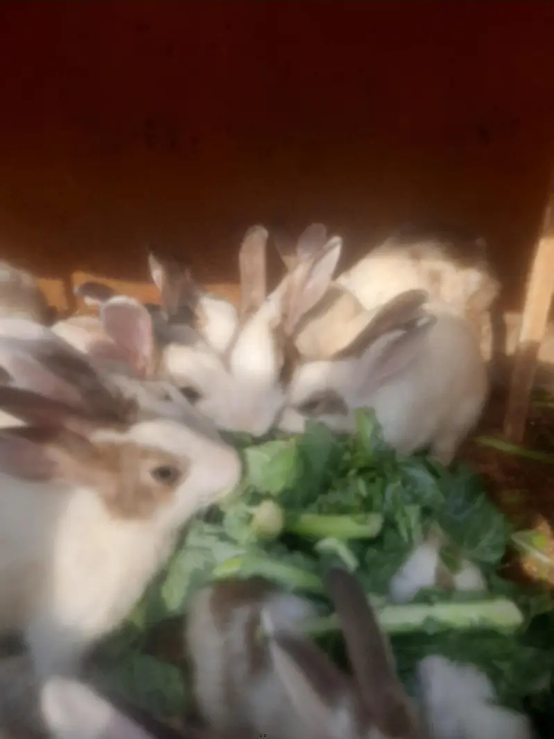 Rabbits/ bunnies/ Breeder/ Breeder rabbits. — photo 6
