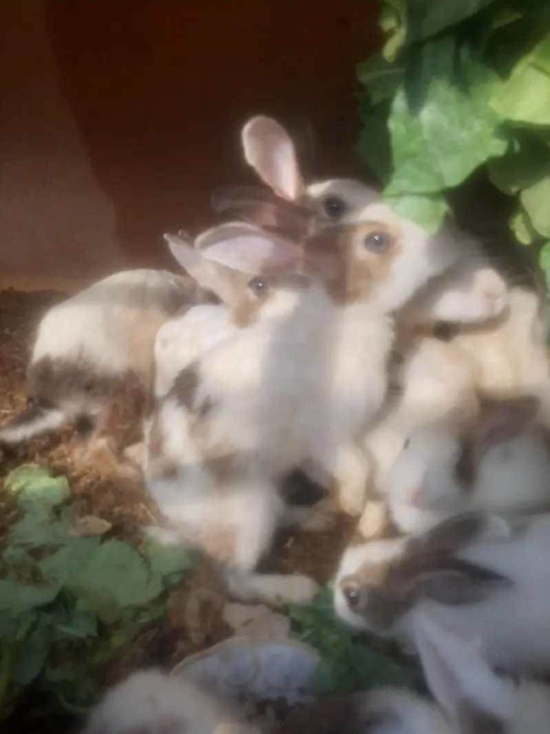Rabbits/ bunnies/ Breeder/ Breeder rabbits. — photo 7