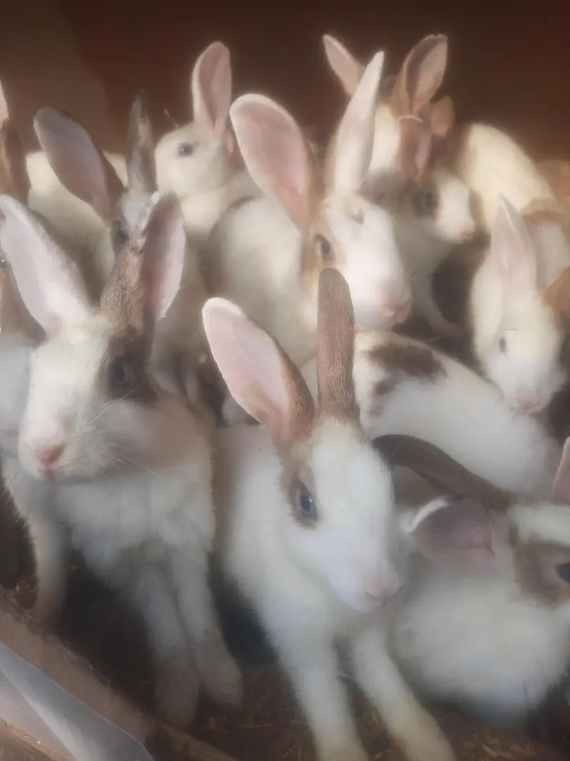 Rabbits/ bunnies/ Breeder/ Breeder rabbits. — photo 8
