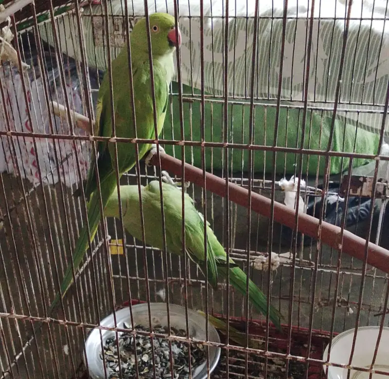 Male or female 2no ok ha. or healthy — photo 2