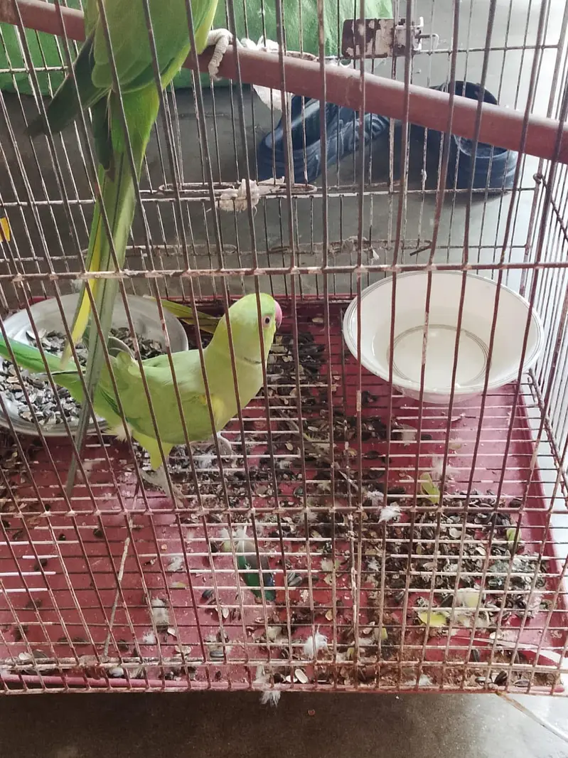 Male or female 2no ok ha. or healthy — photo 3