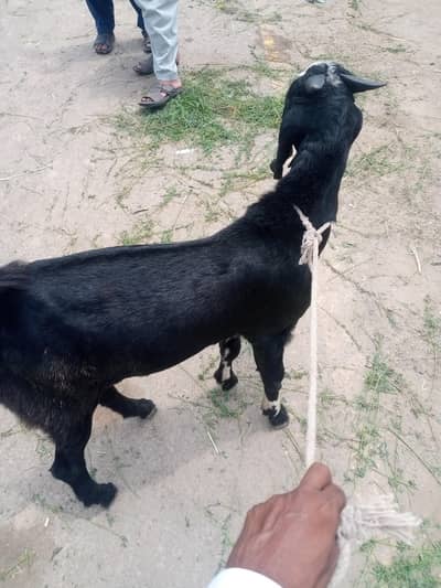 bakra