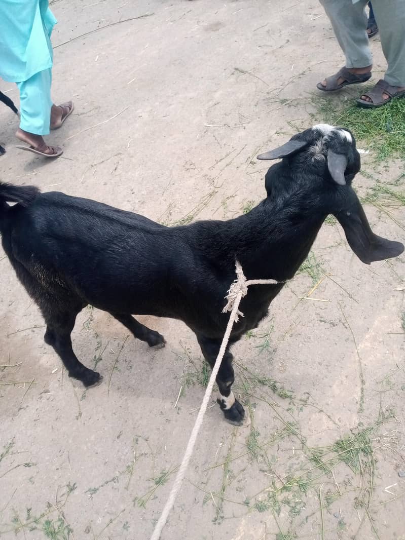 bakra 1