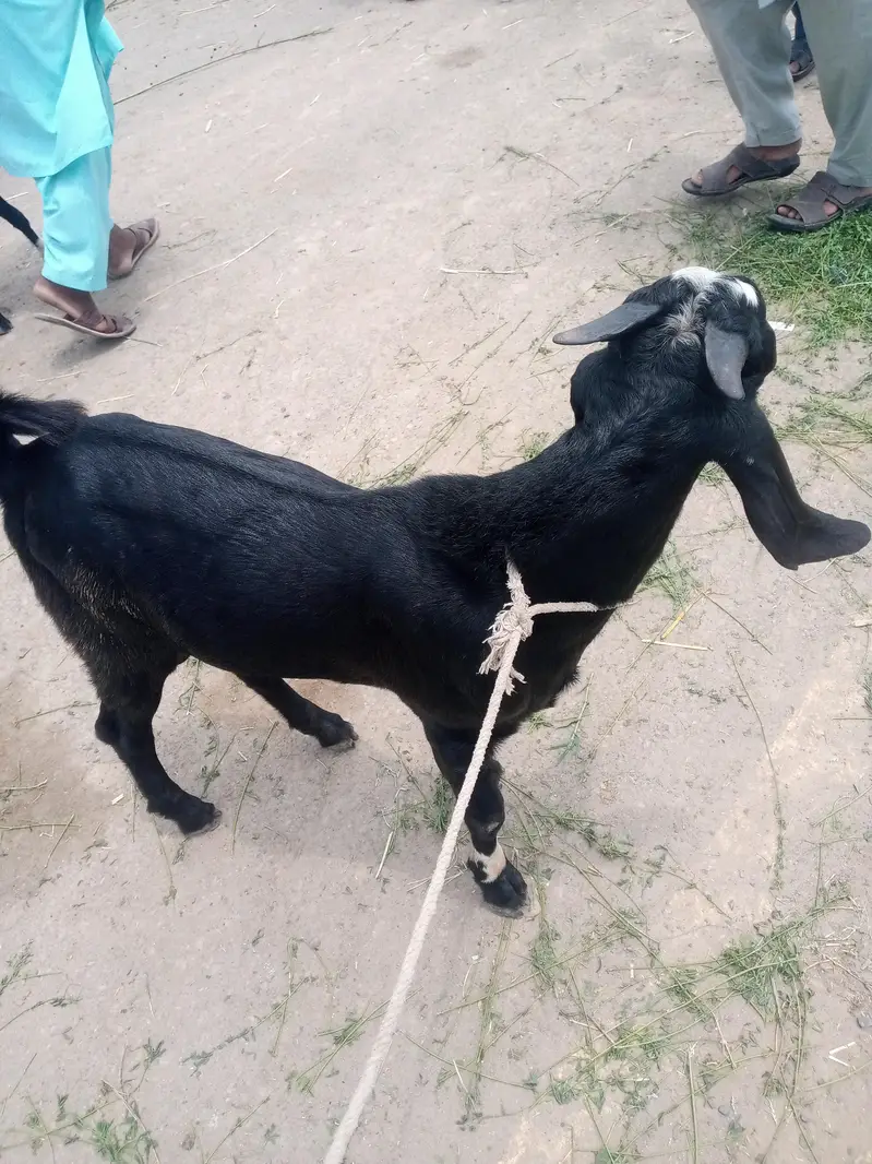 bakra — photo 2