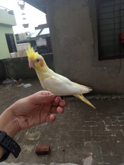 tamed cockatiel for sale