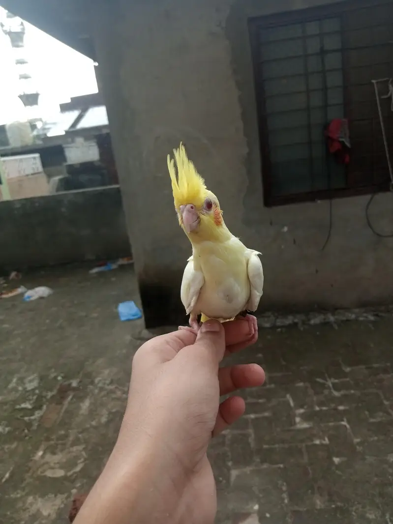 tamed cockatiel for sale — photo 2
