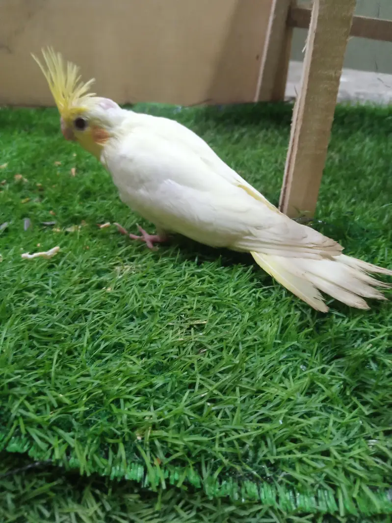 tamed cockatiel for sale — photo 3
