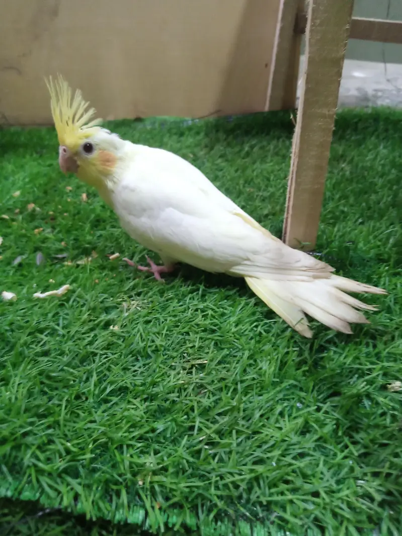 tamed cockatiel for sale — photo 4