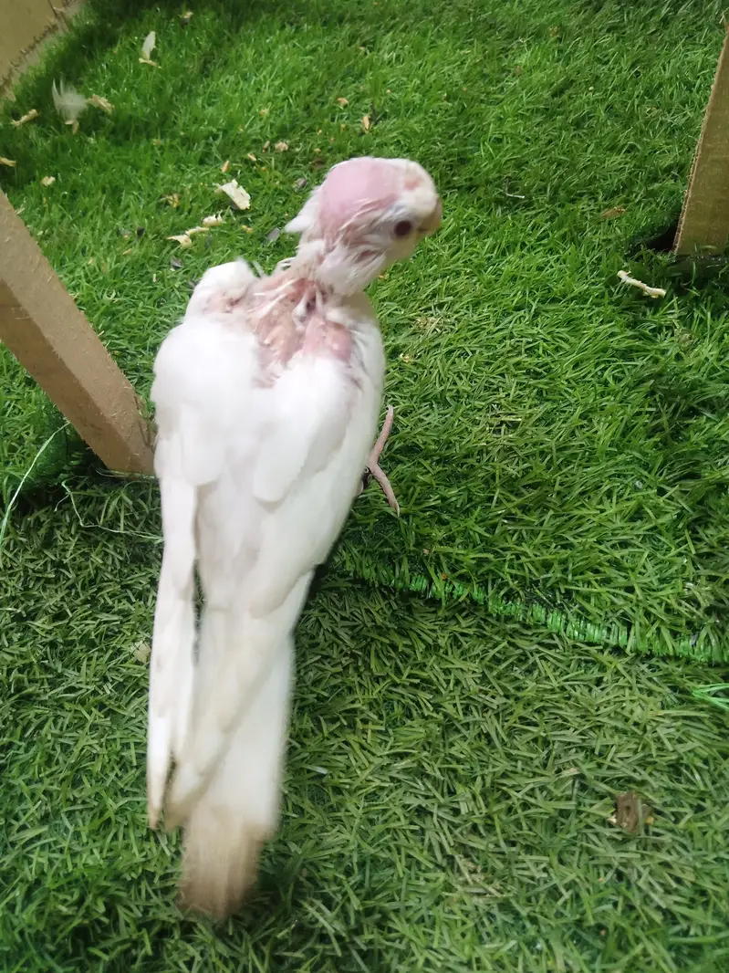 tamed cockatiel for sale — photo 5