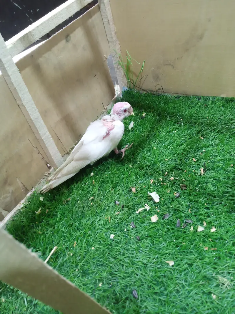 tamed cockatiel for sale — photo 6
