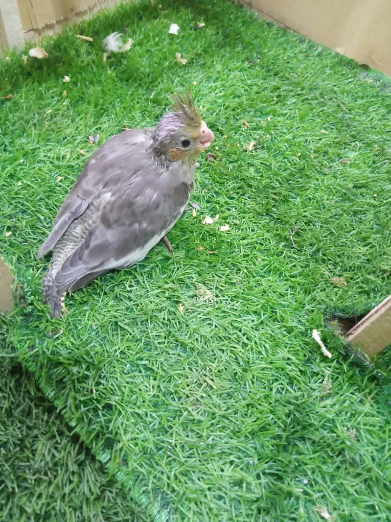 tamed cockatiel for sale — photo 7