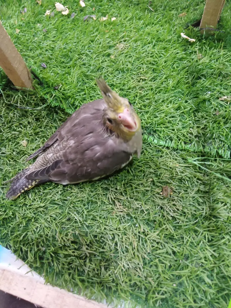 tamed cockatiel for sale — photo 8