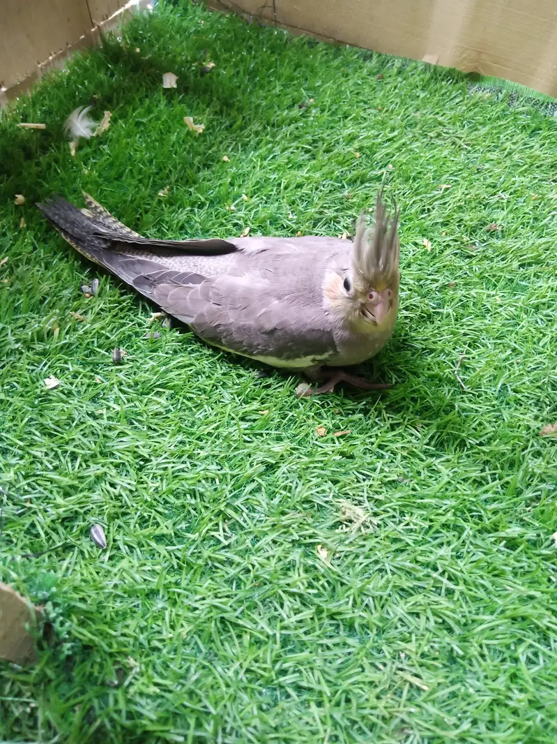 tamed cockatiel for sale — photo 9