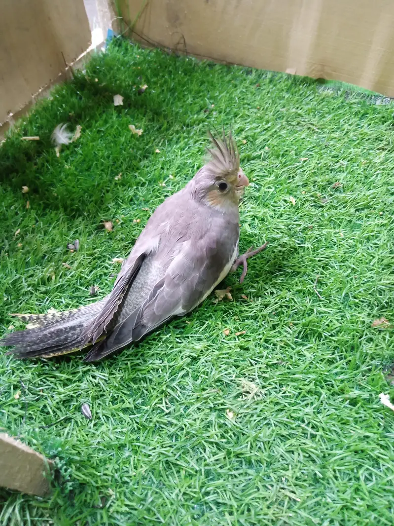 tamed cockatiel for sale — photo 10