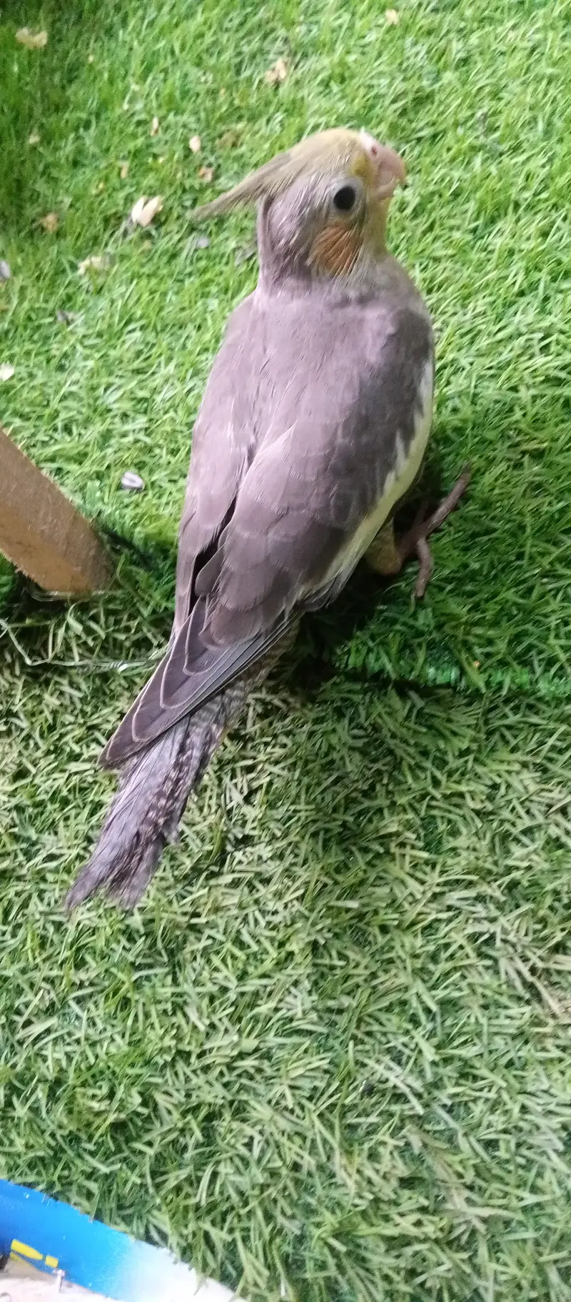 tamed cockatiel for sale — photo 11