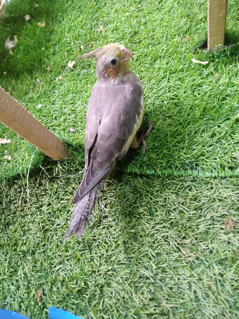 tamed cockatiel for sale — photo 12