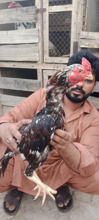 rampori. x. amroha chaska Bazo sy mazrat