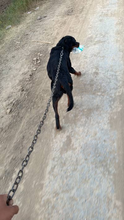 Healthy dog