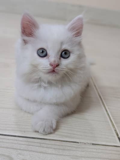 White beautiful Persian cat blue eyes