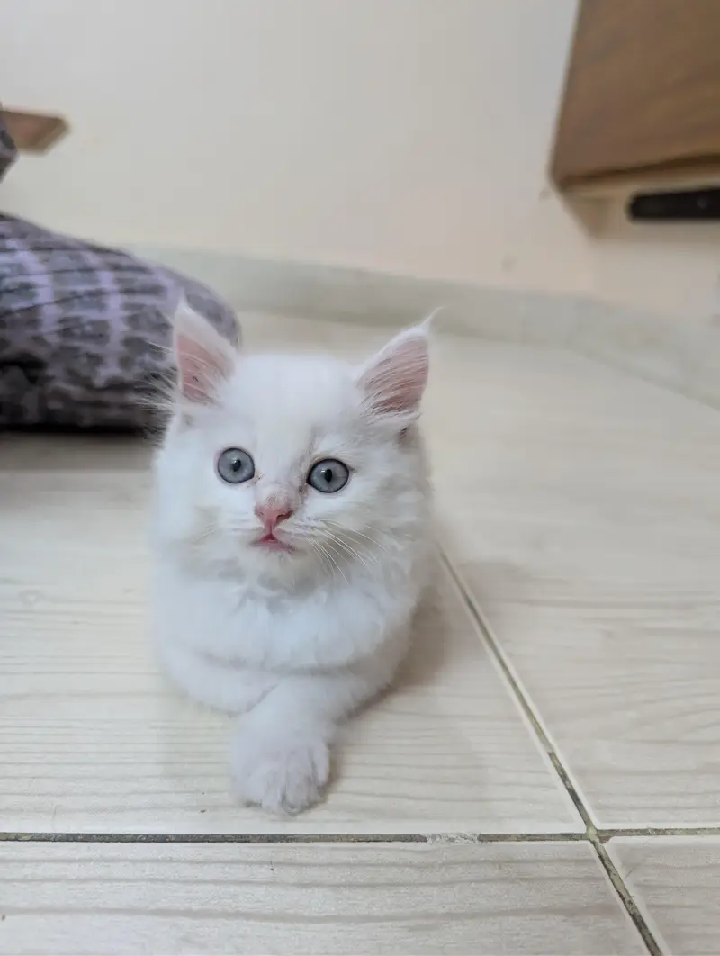 White beautiful Persian cat blue eyes — photo 2