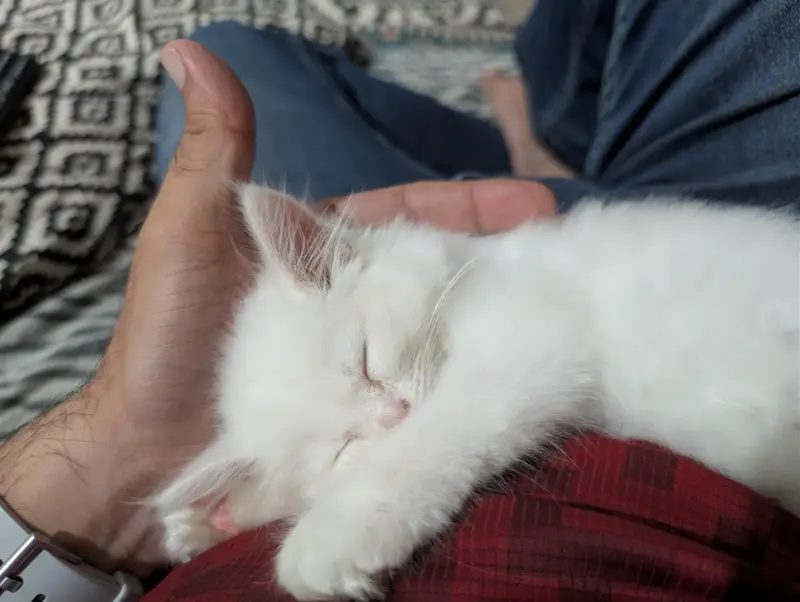 White beautiful Persian cat blue eyes — photo 3