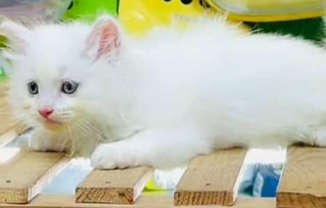 persian cat