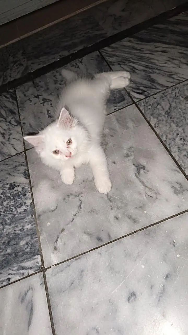 Persian female  kitten for sale — photo 3