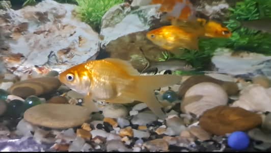 Fishes For Sale (Goldfish And Carp).