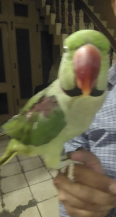 Hand Tamed Raw Parrots