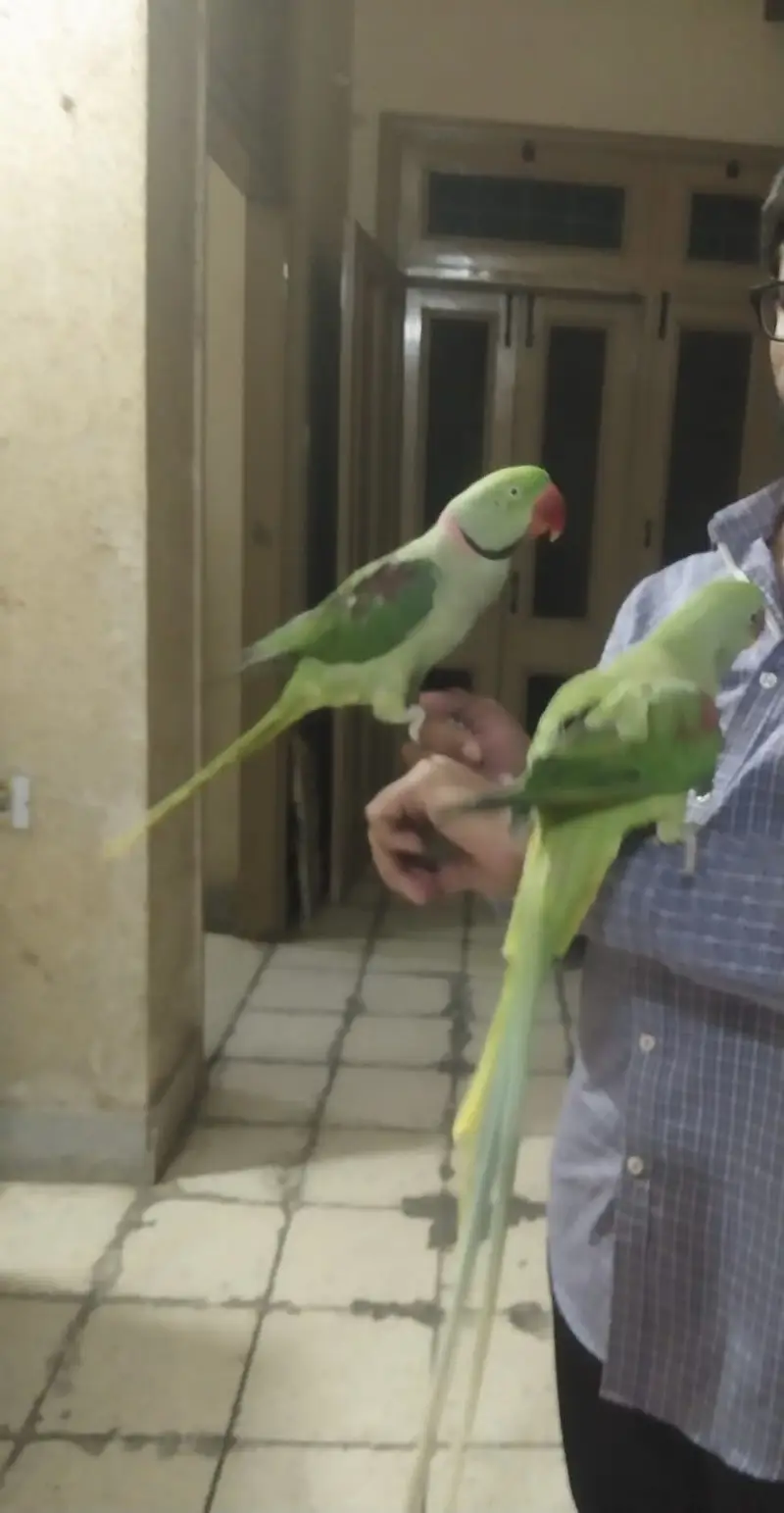 Hand Tamed Raw Parrots — photo 2