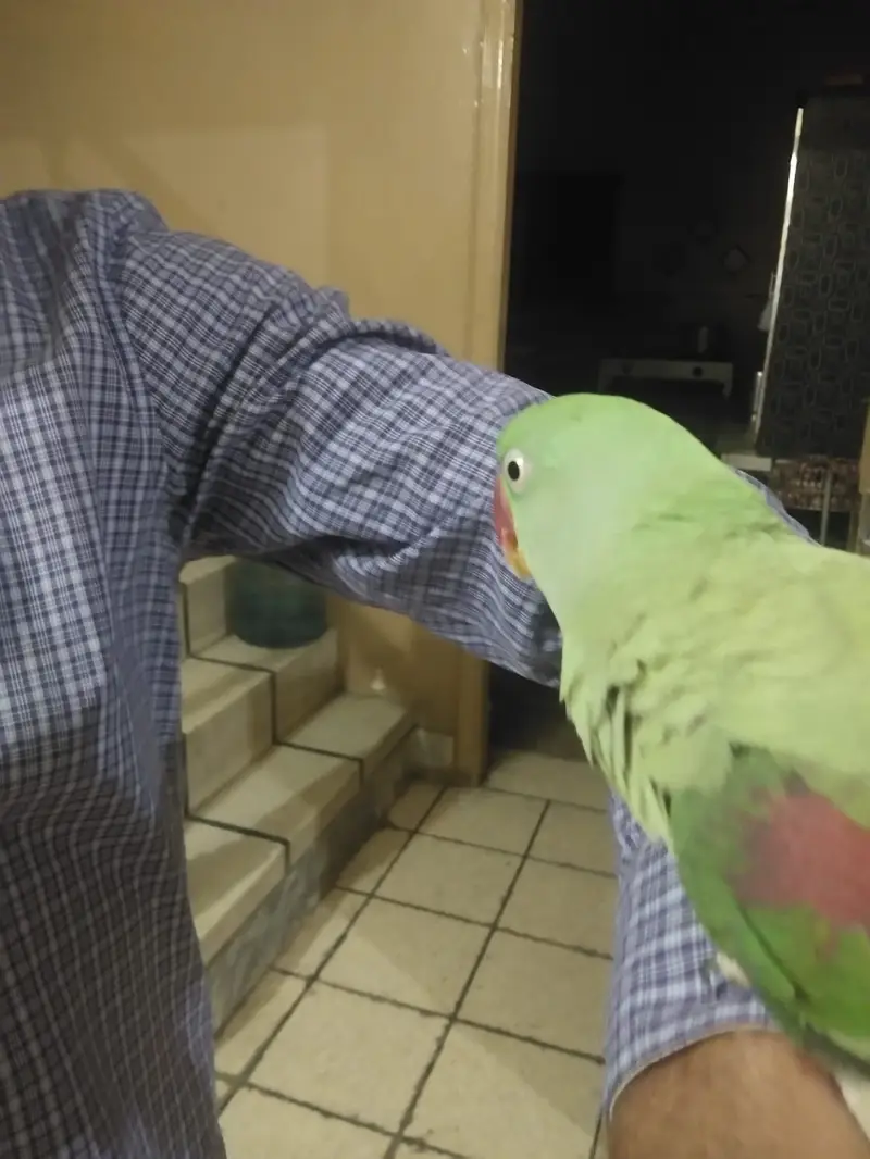 Hand Tamed Raw Parrots — photo 3