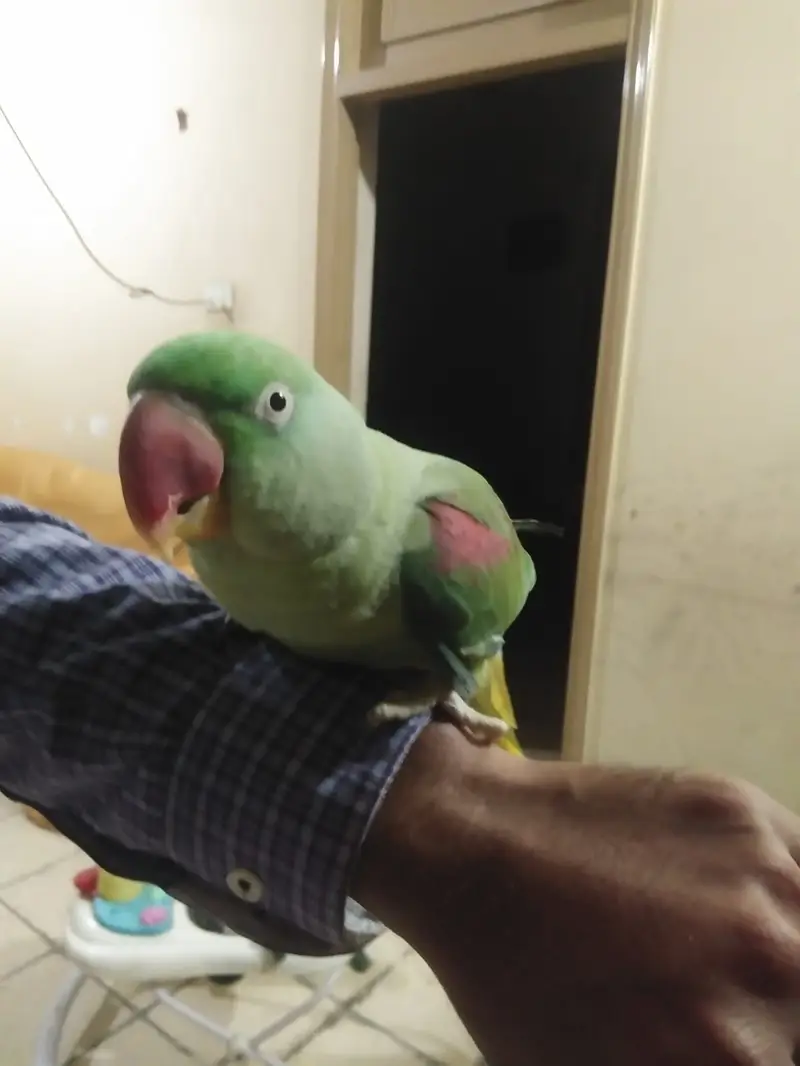 Hand Tamed Raw Parrots — photo 4