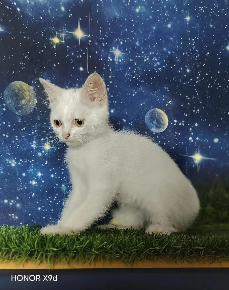 Pure Persian Female Kittens — photo 3