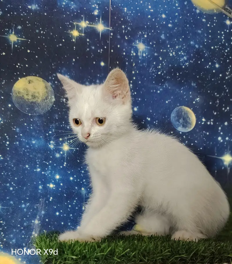 Pure Persian Female Kittens — photo 4