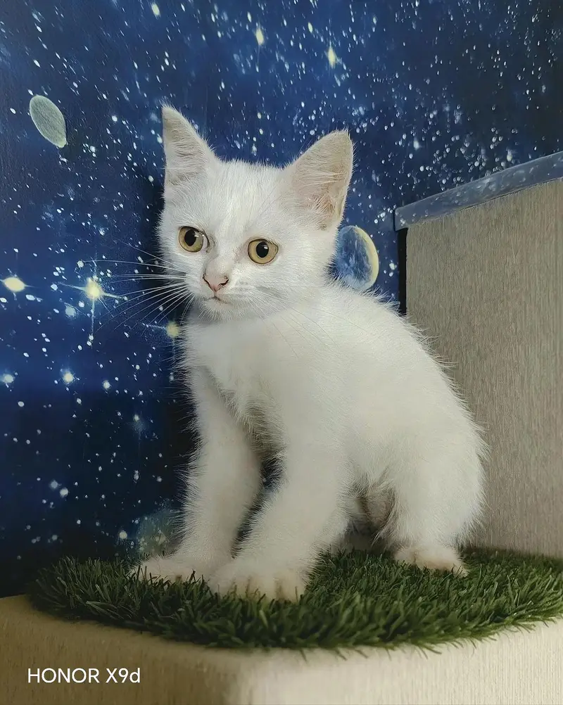 Pure Persian Female Kittens — photo 5